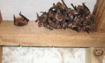 Bats in Your Belfry?