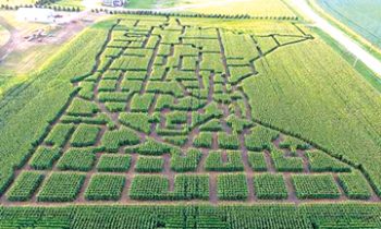 Father & Son Create Minnesota in a Corn Maze