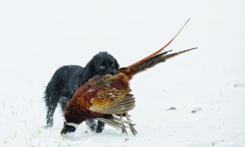 Late Season Bag Limit Changes for Pheasant Hunters